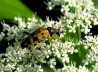 056_Gefleckter Schmalbock_Rutpela maculata