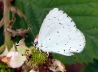 05_Faulbaum-Bluling_Celastrina argiolus