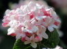 05_Schneeball_Viburnum carlesii Aurora