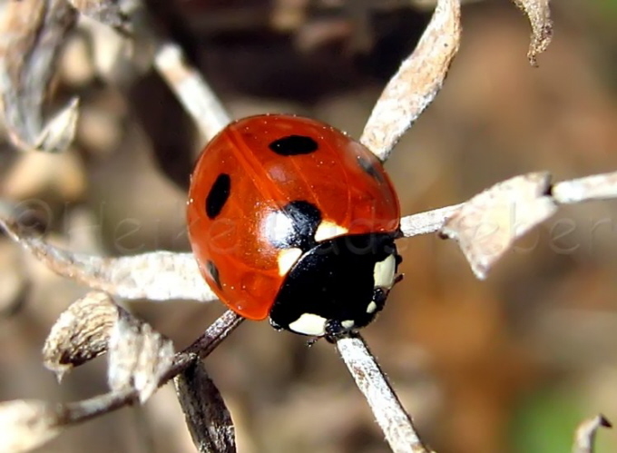 060_Siebenpunkt Marienkfer_Coccinella septempunctata