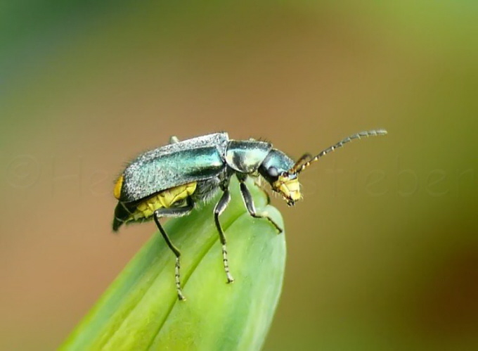 066_Zweifleckige Zipfelkfer_Malachius bipustulatus