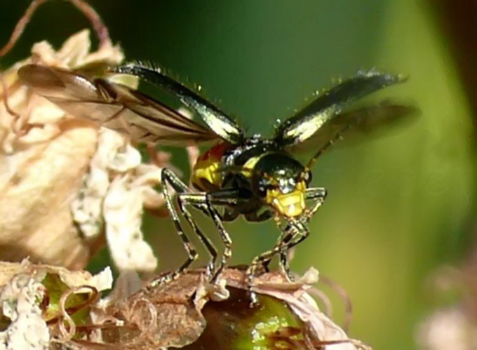 067_Zweifleckige Zipfelkfer_Malachius bipustulatus