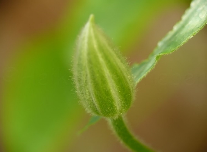 06_Clematis_Nelly Moser