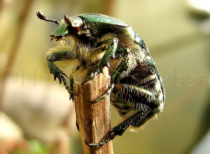 071_Goldglnzende Rosenkfer_Cetonia aurata