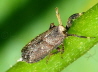 075_Schaufelspornzikade_Asiraca clavicornis