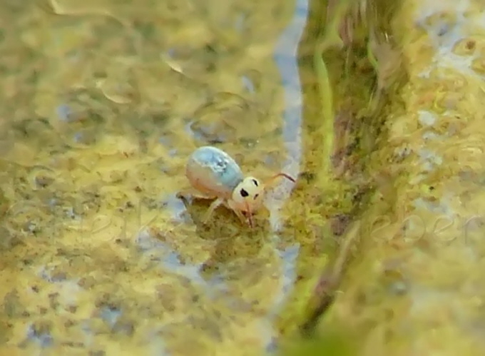 07_winziger hpfender Punkt im Teich