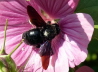 080_Holzbiene_Xylocopa violacea