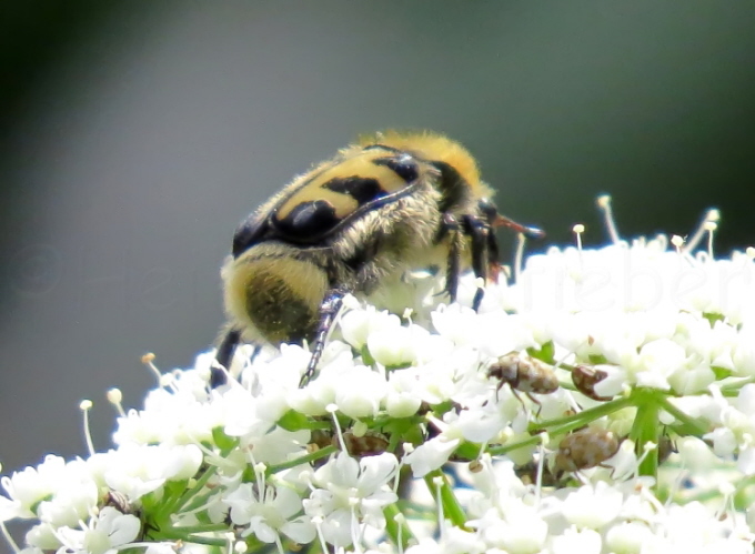 083_Gebnderter Pinselkfer_Trichius fasciatus