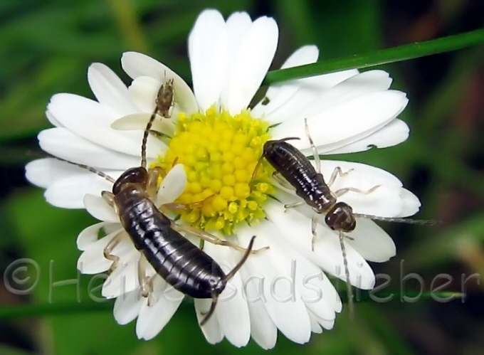 088_Ohrenzwickerkinder_Forficula auricularia