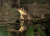 089_Erdkrte_Bufo bufo