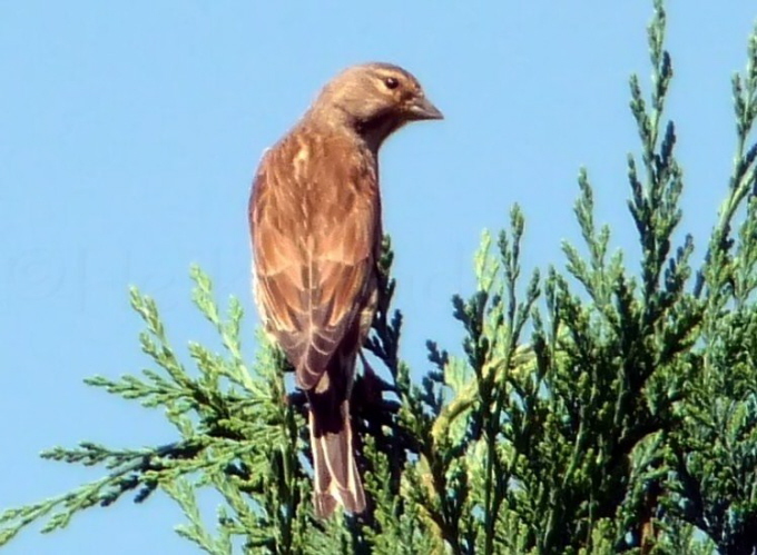 Bluthnfling-Weibchen