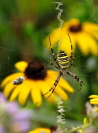 08_Wespenspinne_Weibchen_Argiope bruennichi