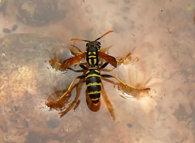 092_Franzsische Feldwespe_Polistes dominula