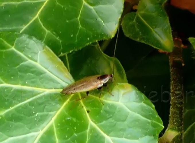 093_Lapplndischen Waldschabe_Mnnchen_Ectobius lapponicus