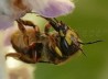 097_Groe Wollbiene_Anthidium manicatum