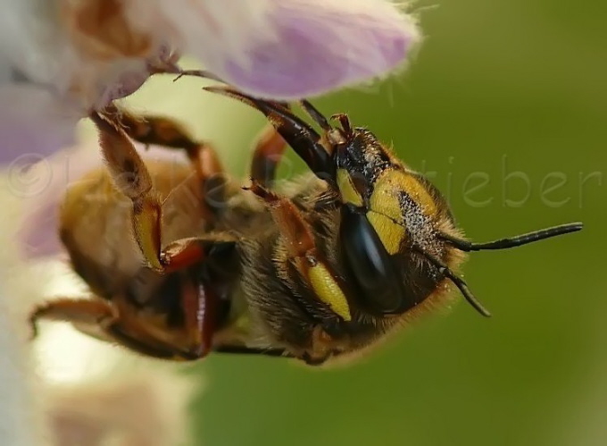 097_Groe Wollbiene_Anthidium manicatum