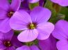 09_Blaukissen_Aubrieta deltoidea