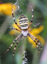 09_Wespenspinne_Weibchen_Argiope bruennichi