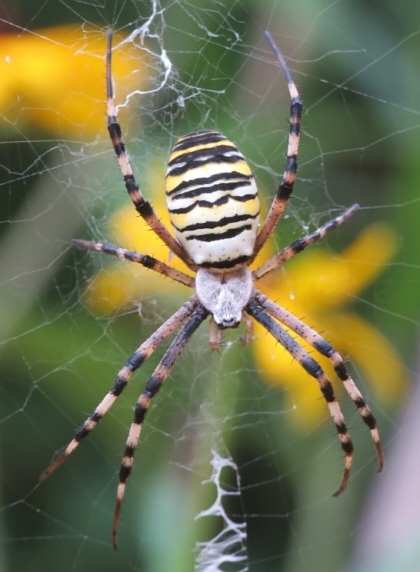 09_Wespenspinne_Weibchen_Argiope bruennichi