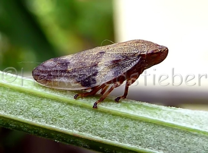 100_Erlenschaumzikaden_Aphrophora alni