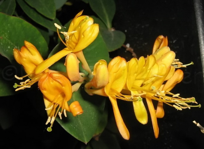 101_Goldgeissblatt_Lonicera tellmanniana