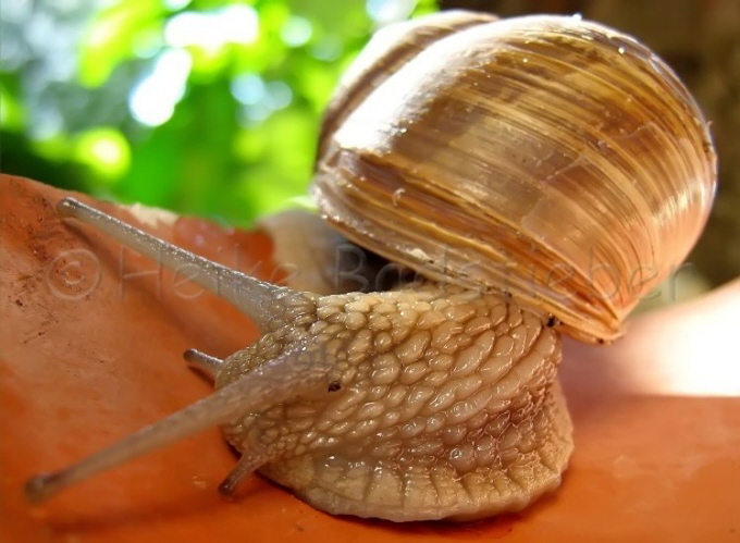 102_Weinbergschnecke_Helix pomatia