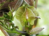 104_Glockenrebe_Cobaea scandens