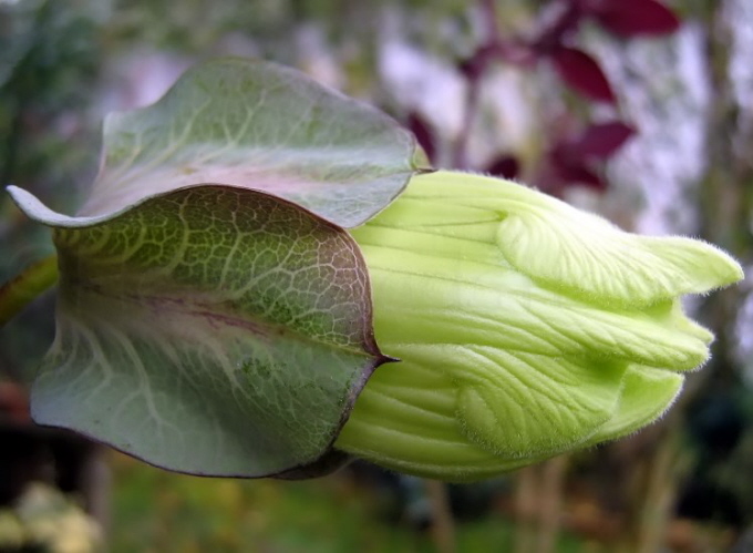 105_Glockenrebe_Cobaea scandens