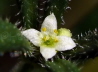 105_Klettenlabkraut_Galium aparine