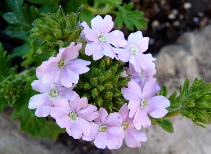 106_Eisenkraut_Verbena