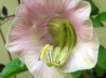 106_Glockenrebe_Cobaea scandens