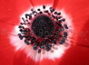 107_Kronen-Anemone _Anemone coronaria