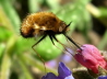 107_Wollschweber _Bombylius major