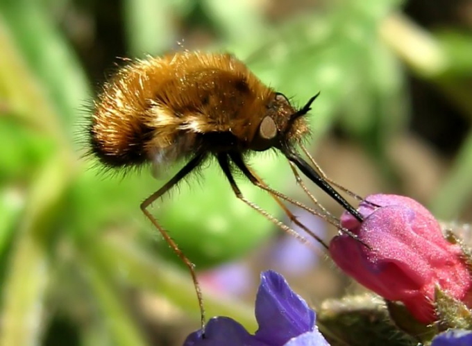 107_Wollschweber _Bombylius major