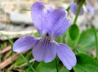 108_Hain-Veilchen_Viola riviniana