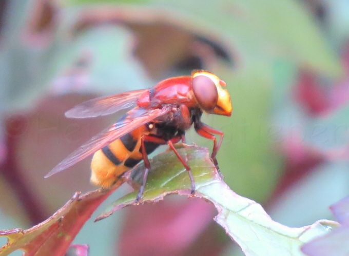 108_Hornissenschwebfliege_Volucella zonaria