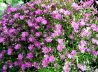 108_Teppich-Schleierkraut_Gypsophila repens Rosea