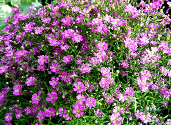 108_Teppich-Schleierkraut_Gypsophila repens Rosea