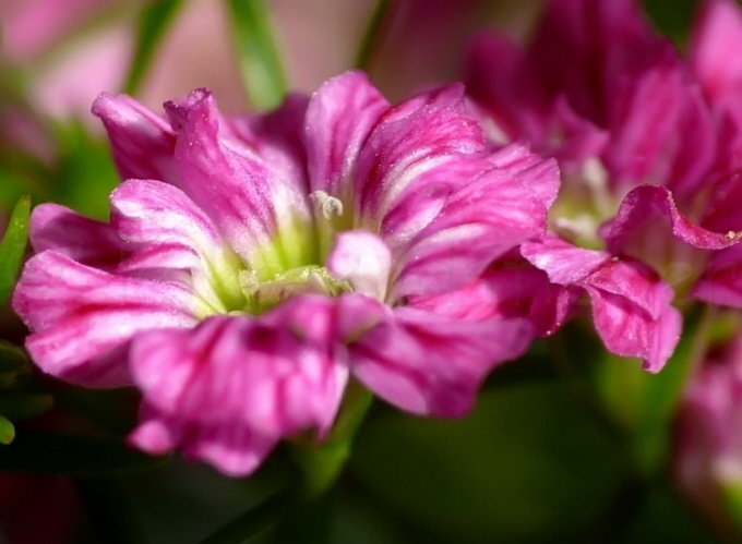 109_Teppich-Schleierkraut_Gypsophila repens Rosea