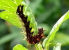 10_Raupe_C-Falter_Polygonia c-album