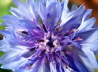 111_Kornblume_Centaurea cyanus