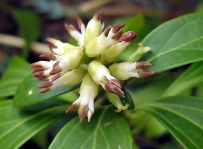 113_Dickmnnchen_Ysander_Pachysandra terminalis