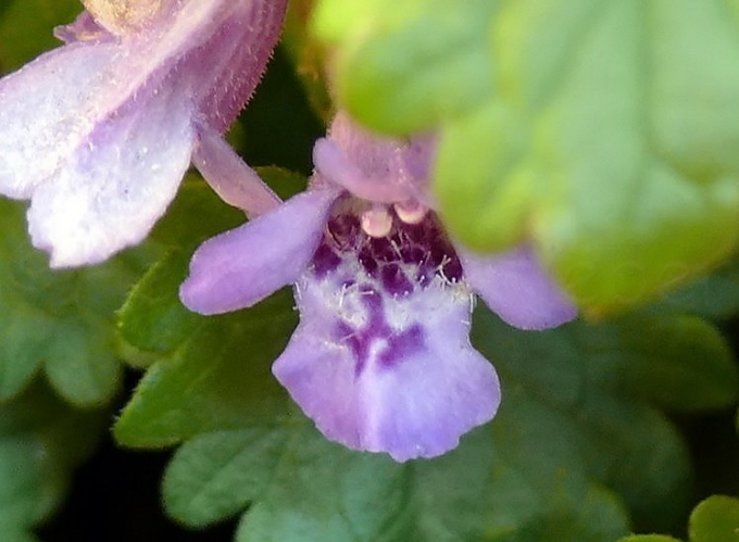 116_Gundermann_Gundelrebe_Glechoma hederacea