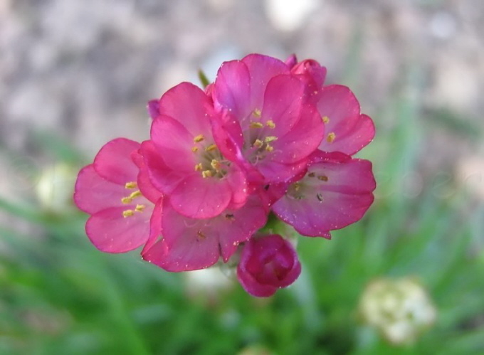 117_Strand-Grasnelke_Armeria maritima 'Armada Rose'