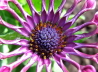 119_Kapkrbchen_Osteospermum