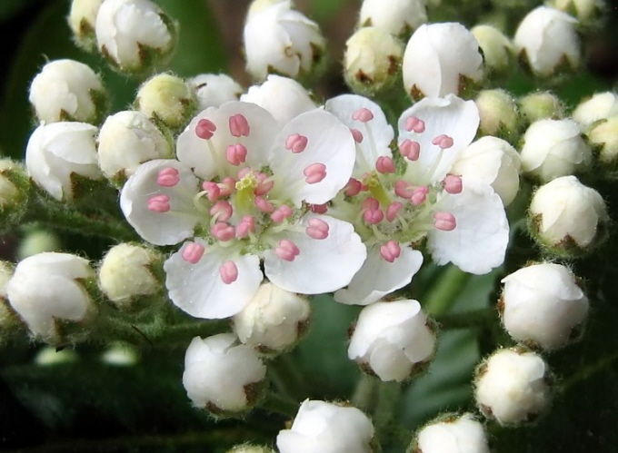 11_Aroniabeere_Aronia melanocarpa Neroi