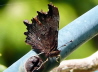 11_C-Falter_Polygonia c-album