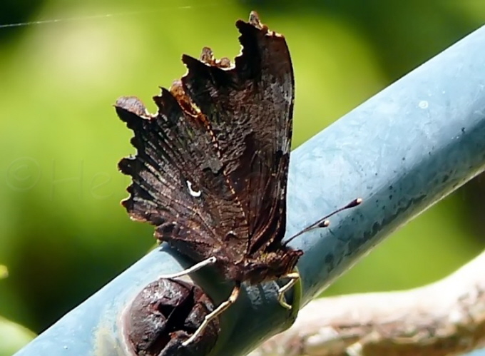 11_C-Falter_Polygonia c-album