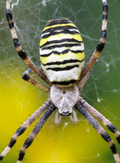 11_Wespenspinne_Weibchen_Argiope bruennichi