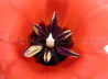 120_Tulpe